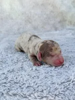 DAPPLE AKC Mini Longhair Dachshund GIRL, a female Miniature Dachshund for sale in Terra Bella, CA – Photo 1 of 4