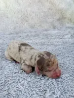DAPPLE AKC Mini Longhair Dachshund GIRL, a female Miniature Dachshund for sale in Terra Bella, CA – Photo 2 of 4