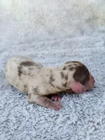 DAPPLE AKC Mini Longhair Dachshund GIRL, a female Miniature Dachshund for sale in Terra Bella, CA – Photo 3 of 4