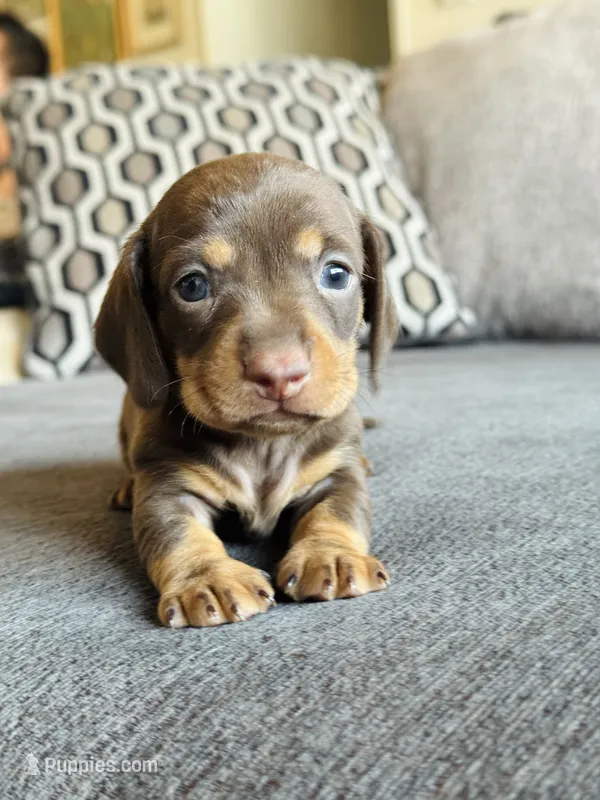 AKC Mini Dachshund Chocolate SHORTHAIR BOY – Miniature Dachshund puppy for sale in Terra Bella, CA