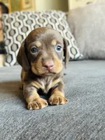 AKC Mini Dachshund Chocolate SHORTHAIR BOY, a male Miniature Dachshund for sale in Terra Bella, CA – 1 of 4
