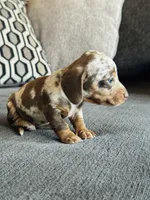 Blue Eye AKC Mini Dachshund Dapple GIRL, a female Miniature Dachshund for sale in Terra Bella, CA – 5 of 5