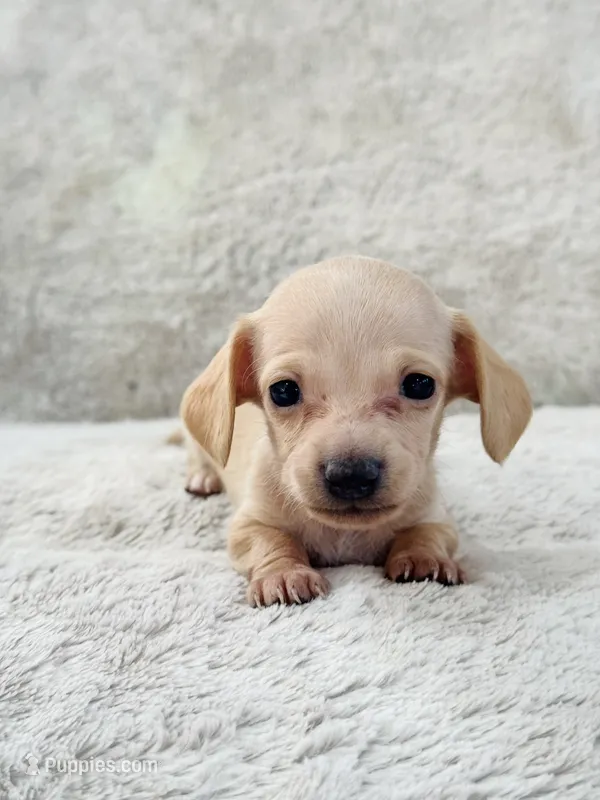 AKC Mini Shorthair CREAM Dachshund GIRL – Miniature Dachshund puppy for sale in Terra Bella, CA