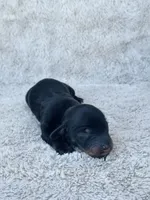 AKC Mini Longhair Dachshund Black Tan BOY, a male Dachshund for sale in Terra Bella, CA – 4 of 4