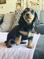 AKC Mini Longhair Dachshund GIRL *READY NOW*, a female Dachshund for sale in Terra Bella, CA – 4 of 5