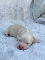 AKC Cream Longhair Mini Dachshund GIRL, a female Miniature Dachshund for sale in Terra Bella, CA – 3 of 4