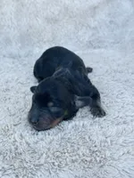 AKC Mini Longhair Dachshund Black Tan GIRL2, a female Dachshund for sale in Terra Bella, CA – 4 of 4