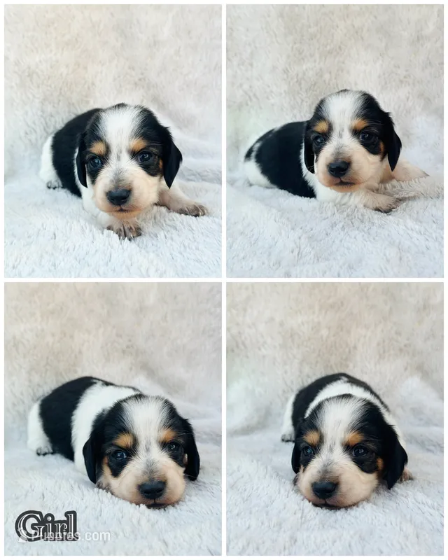 AKC Mini Longhair Dachshund PIEBALD GIRL – Dachshund puppy for sale in Terra Bella, CA