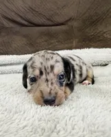 AKC Mini Shorthair Dachshund Black Dapple Boy, a male Miniature Dachshund for sale in Terra Bella, CA – 2 of 2
