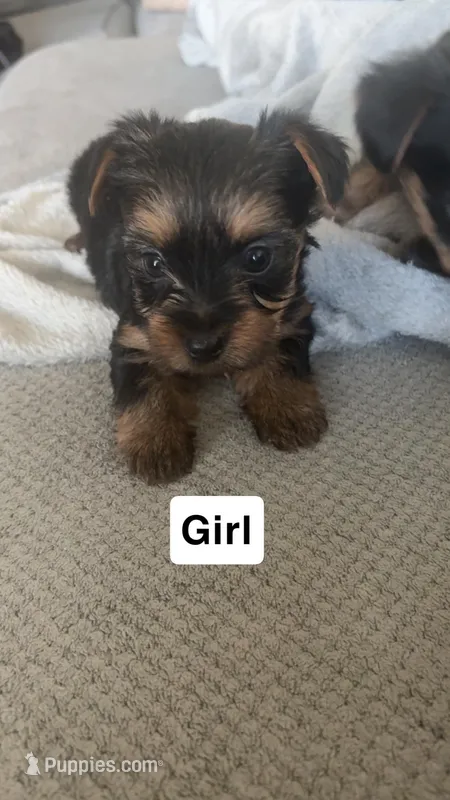Unknown – Yorkshire Terrier puppy for sale in Phoenix, AZ
