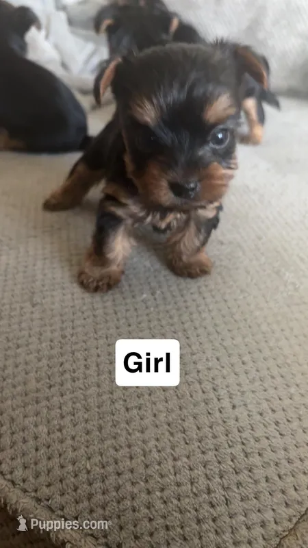 Unknown  – Yorkshire Terrier puppy for sale in Phoenix, AZ