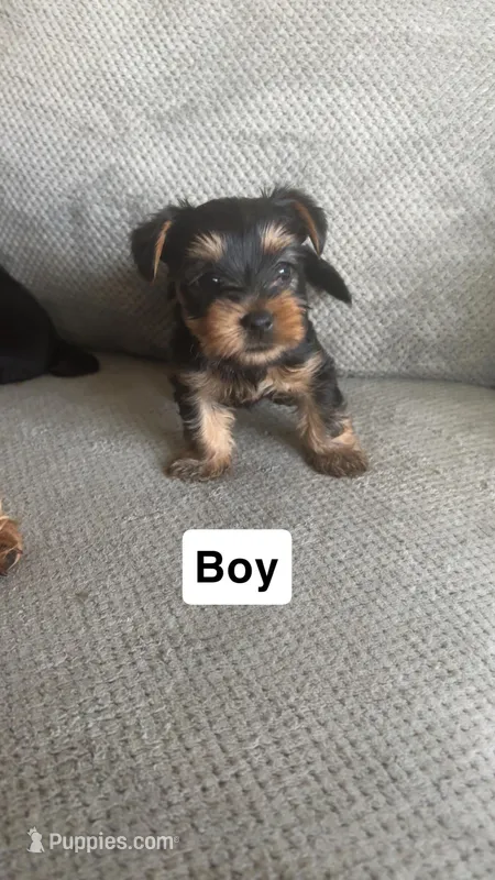 Unknown  – Yorkshire Terrier puppy for sale in Phoenix, AZ