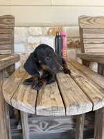 Rambo, a male Miniature Dachshund for sale in Jewett, TX – 2 of 5