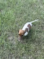 Marley , a female Miniature Dachshund for sale in Jewett, TX – 8 of 10