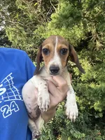 Millie, a female Miniature Dachshund for sale in Jewett, TX – 3 of 6