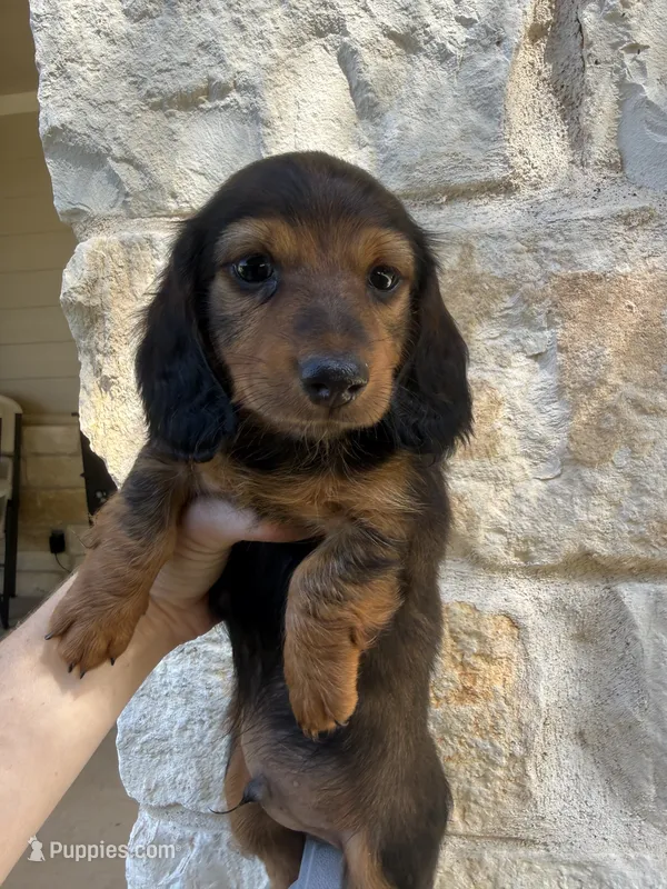 Drake – Miniature Dachshund puppy for sale in Jewett, TX