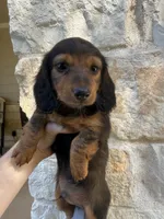 Drake, a male Miniature Dachshund for sale in Jewett, TX – 1 of 5