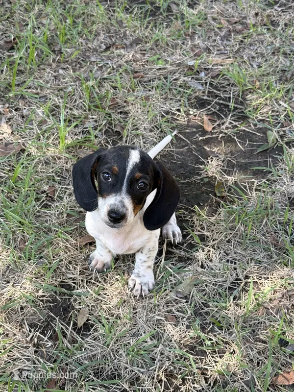 Gunner  – Miniature Dachshund puppy for sale in Jewett, TX