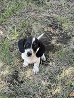 Gunner , a male Miniature Dachshund for sale in Jewett, TX – 1 of 4