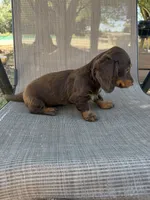 Gus, a male Miniature Dachshund for sale in Jewett, TX – 5 of 9