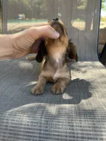 Duke, a male Miniature Dachshund for sale in Jewett, TX – 7 of 7
