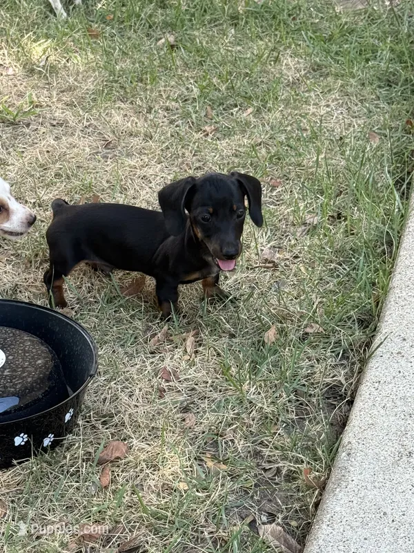 Rambo – Miniature Dachshund puppy for sale in Jewett, TX
