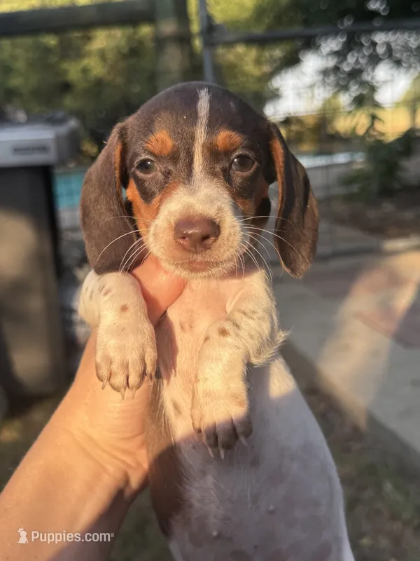 Daisy  – Miniature Dachshund puppy for sale in Jewett, TX