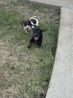 Rambo, a male Miniature Dachshund for sale in Jewett, TX – 3 of 5