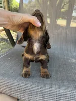 Gus, a male Miniature Dachshund for sale in Jewett, TX – 3 of 9