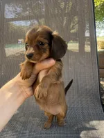 Twiggy , a female Miniature Dachshund for sale in Jewett, TX – 3 of 7