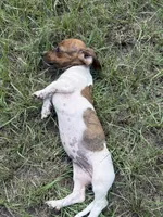 Marley , a female Miniature Dachshund for sale in Jewett, TX – 4 of 10