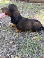 Drake, a male Miniature Dachshund for sale in Jewett, TX – 4 of 5