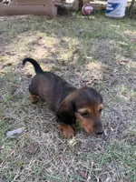 Drake, a male Miniature Dachshund for sale in Jewett, TX – 3 of 5