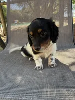 Molly , a female Miniature Dachshund for sale in Jewett, TX – 6 of 10