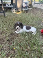 Daisy , a female Miniature Dachshund for sale in Jewett, TX – 3 of 5