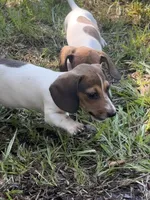 Millie, a female Miniature Dachshund for sale in Jewett, TX – 2 of 6