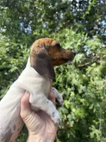 Marley , a female Miniature Dachshund for sale in Jewett, TX – 5 of 10