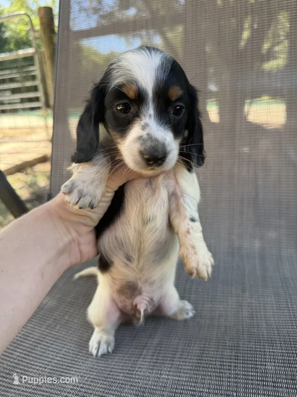 Koby  – Miniature Dachshund puppy for sale in Jewett, TX