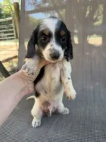 Koby , a male Miniature Dachshund for sale in Jewett, TX – 1 of 7