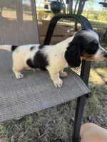 Koby , a male Miniature Dachshund for sale in Jewett, TX – 3 of 7