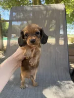 Duke, a male Miniature Dachshund for sale in Jewett, TX – 1 of 7