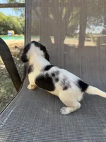 Koby , a male Miniature Dachshund for sale in Jewett, TX – 6 of 7