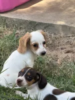 Max, a male Miniature Dachshund for sale in Jewett, TX – 4 of 4
