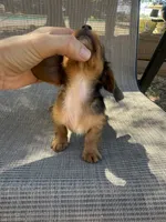 Twiggy , a female Miniature Dachshund for sale in Jewett, TX – 2 of 7
