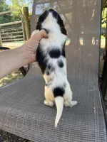 Koby , a male Miniature Dachshund for sale in Jewett, TX – 7 of 7