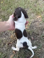 Daisy , a female Miniature Dachshund for sale in Jewett, TX – 5 of 5