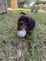 Drake, a male Miniature Dachshund for sale in Jewett, TX – 2 of 5