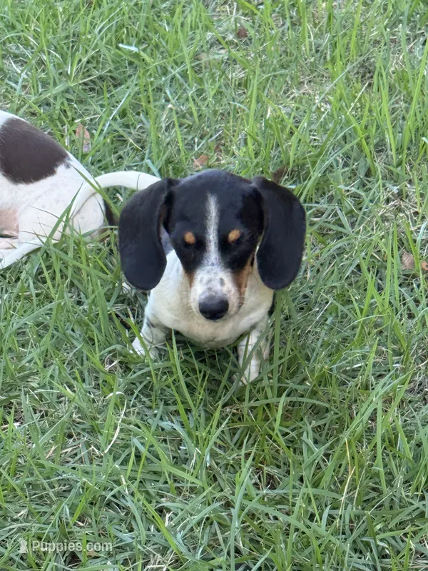 Bruno  – Miniature Dachshund puppy for sale in Jewett, TX