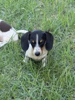 Bruno , a male Miniature Dachshund for sale in Jewett, TX – 1 of 4