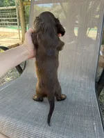 Gus, a male Miniature Dachshund for sale in Jewett, TX – 9 of 9